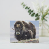 Carte Postale Boeuf musqué avec veau (Debout devant)
