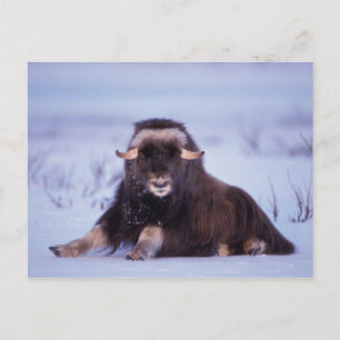 Carte Postale bœuf musqué, Ovibos moschatus, jeune taureau