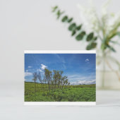 Carte Postale Bog Forest à Big Meadows (Debout devant)