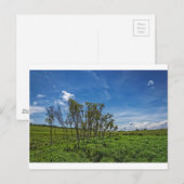 Carte Postale Bog Forest à Big Meadows (Devant / Derrière)