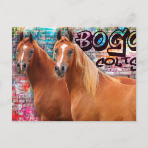 Carte Postale BOGO Colts - Graffiti Post Card - Chevaux arabes