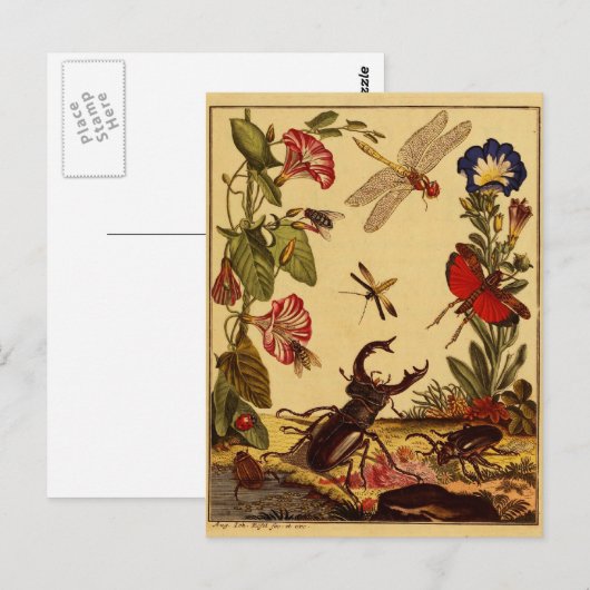 Carte Postale Bogue 1764 (Devant / Derrière)