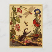 Carte Postale Bogue 1764 (Devant)