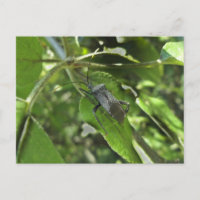 Bogue d'Assasin Noir Adulte (Reduviid)