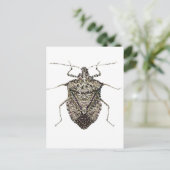 Carte Postale bogue puant (Debout devant)