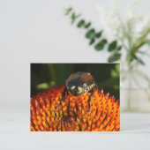 Carte Postale Bogue sur la fermeture des fleurs (Debout devant)