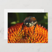 Carte Postale Bogue sur la fermeture des fleurs (Devant / Derrière)