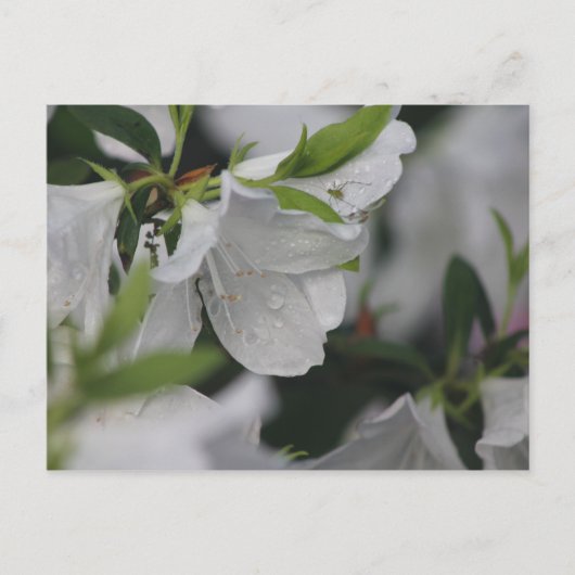 Carte Postale Bogue sur une Azalée (Devant)