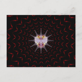 Carte Postale Bogue VURI