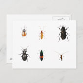 Carte Postale Bogues 2011 (Devant / Derrière)