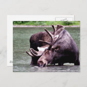 Carte Postale Boire de l'orignal (Devant / Derrière)