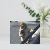 Carte Postale Boire de singe (Debout devant)