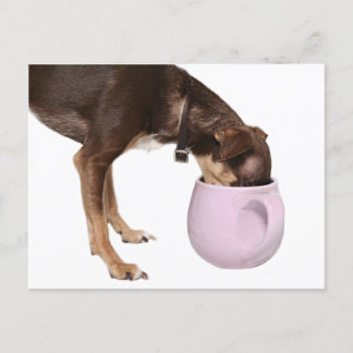 Carte Postale Boire du café chihuahua