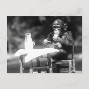 Carte Postale Boire le Chimpanzé Vintage Zoo national