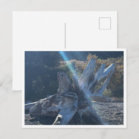 Carte Postale Bois (Devant / Derrière)