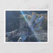 Carte Postale Bois (Devant)