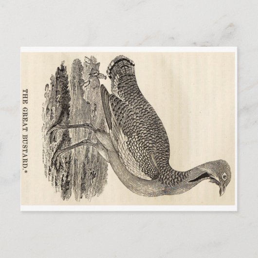 Carte postale Bois (Devant)