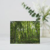 Carte Postale Bois. Blackweir Woods, Bute Park, Cardiff, Wal (Debout devant)