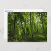 Carte Postale Bois. Blackweir Woods, Bute Park, Cardiff, Wal (Devant / Derrière)