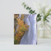 Carte Postale Bois d'automne (Debout devant)