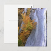 Carte Postale Bois d'automne (Devant / Derrière)