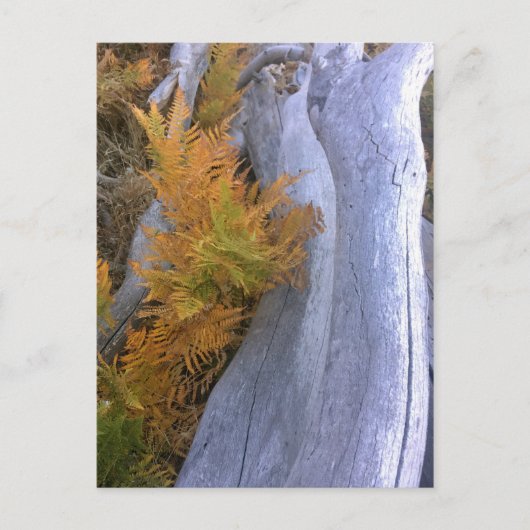 Carte Postale Bois d'automne (Devant)