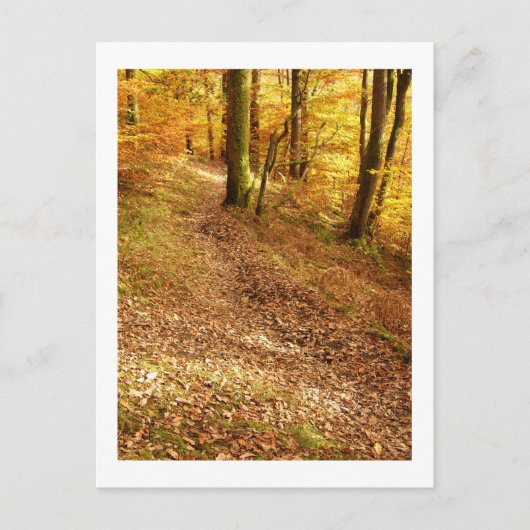 Carte Postale Bois d'automne : Cumbria (Devant)
