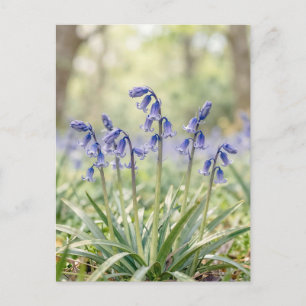 Carte Postale Bois de Jacinthe Violette Serein en Fleur