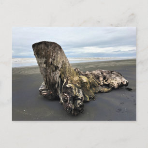 Carte Postale Bois flotté à Benson Beach, Cape Disappointment, W