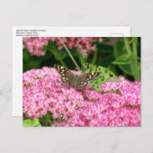 Carte Postale Bois moucheté - Papillon sur Sedum (Devant / Derrière)