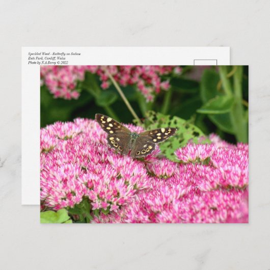 Carte Postale Bois moucheté - Papillon sur Sedum (Devant / Derrière)