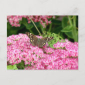 Carte Postale Bois moucheté - Papillon sur Sedum (Devant)