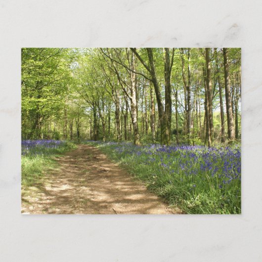 Carte Postale Bois sans Idée (Devant)