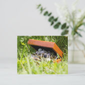 Carte Postale Boîte à bijoux au trésor | (Debout devant)