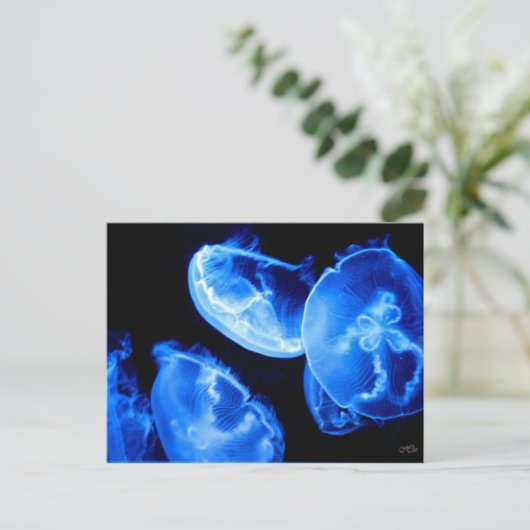 Carte Postale Boîte Jellyfish (Debout devant)