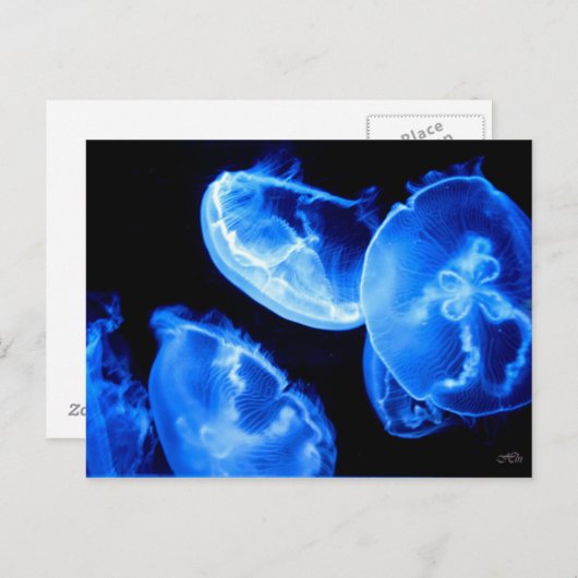 Carte Postale Boîte Jellyfish (Devant / Derrière)