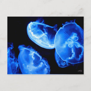 Carte Postale Boîte Jellyfish