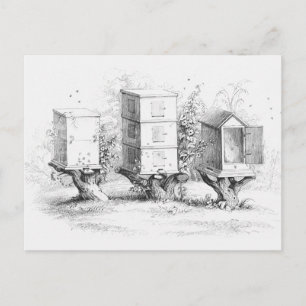 Carte Postale Boîtes d'abeilles vintages Miel