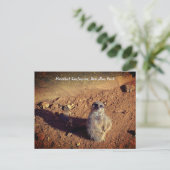 Carte Postale Boîtier Meerkat, Parc Drusillas (Debout devant)