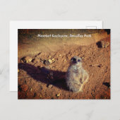 Carte Postale Boîtier Meerkat, Parc Drusillas (Devant / Derrière)