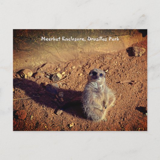 Carte Postale Boîtier Meerkat, Parc Drusillas (Devant)