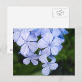 Carte Postale Bokeh Floral Bleu (Devant / Derrière)