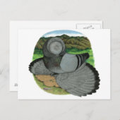 Carte Postale Bokhara Trumpeter : Bleu (Devant / Derrière)