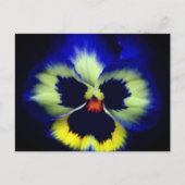 Carte Postale Bold Blue Pansy Flower Photography  (Devant)