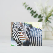 Carte postale Bold Zebra (Debout devant)