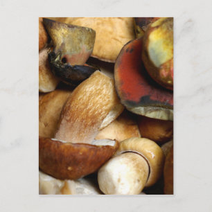 Carte Postale bolet