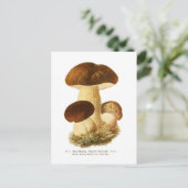 Carte Postale Boletus bulbosus (Debout devant)