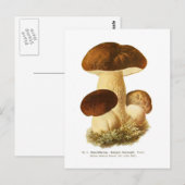 Carte Postale Boletus bulbosus (Devant / Derrière)