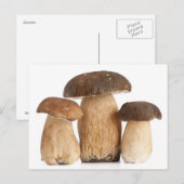 Carte Postale Boletus Edulis PCard (Devant / Derrière)