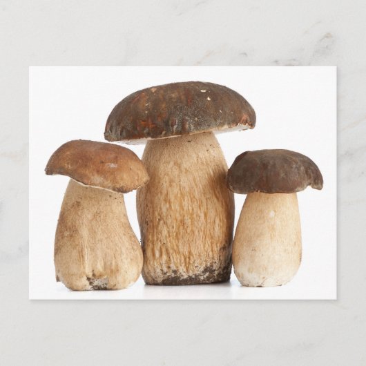 Carte Postale Boletus Edulis PCard (Devant)